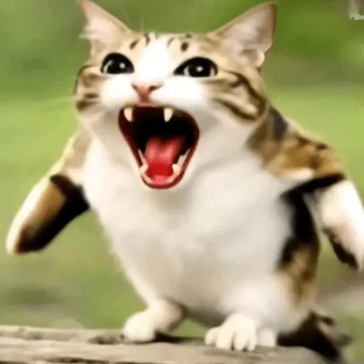 Meowl 🐱Gatos michis 🐾