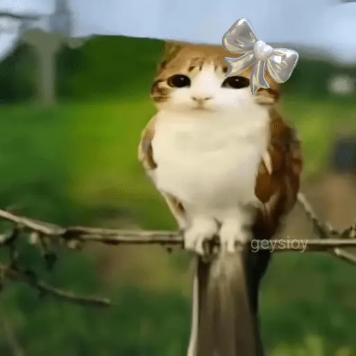 Meowl 🐱Gatos michis 🐾