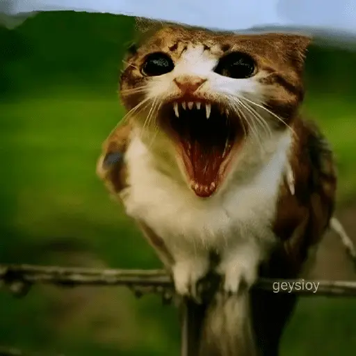 Meowl 🐱Gatos michis 🐾