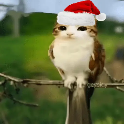 Meowl 🐱Gatos michis 🐾
