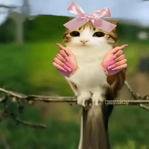 Meowl 🐱Gatos michis 🐾