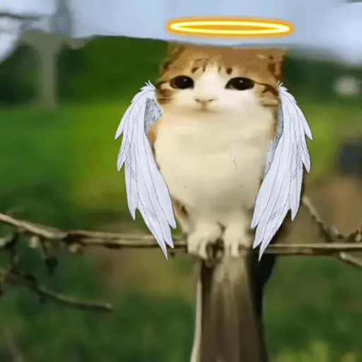 Meowl 🐱Gatos michis 🐾