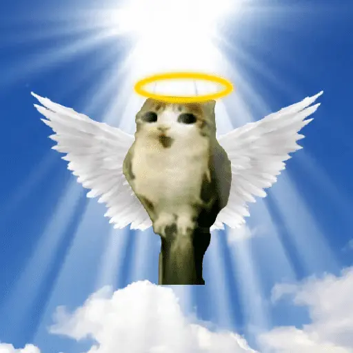 Meowl 🐱Gatos michis 🐾