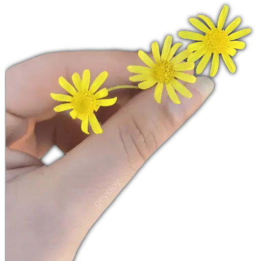 Flores amarillas🌻🍃💐