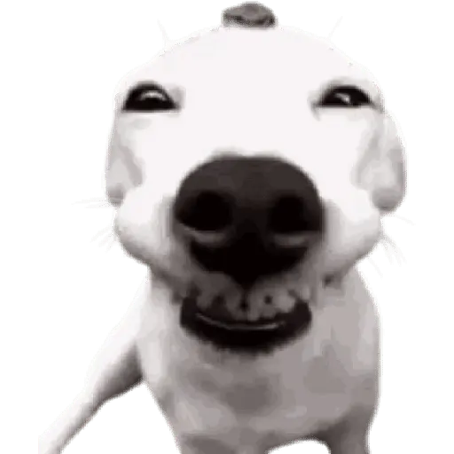 Perros xd