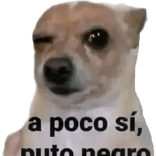 Perros xd