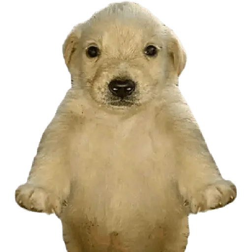 Perros xd
