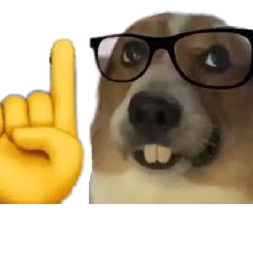 Perros xd