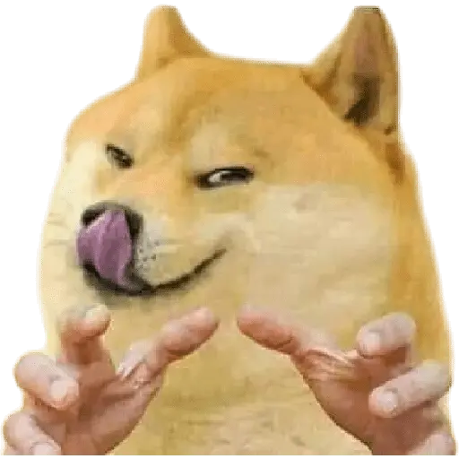 Perros xd