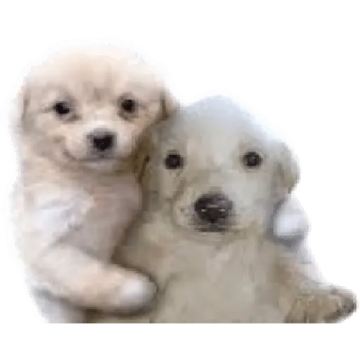 Perros xd