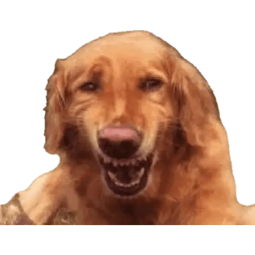 Perros xd