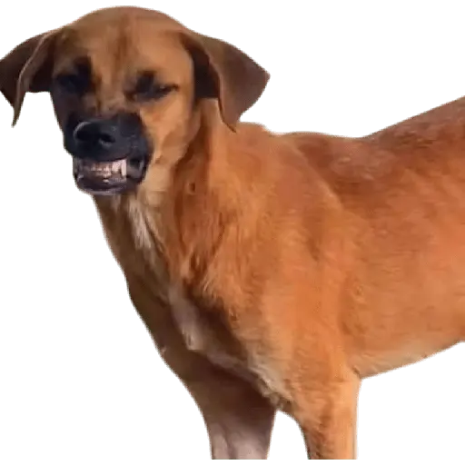 Perros xd