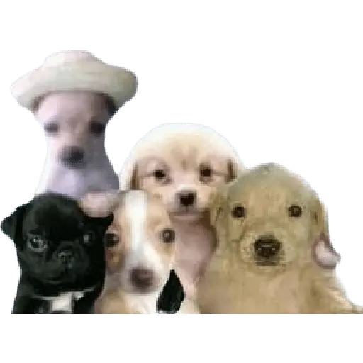 Perros xd