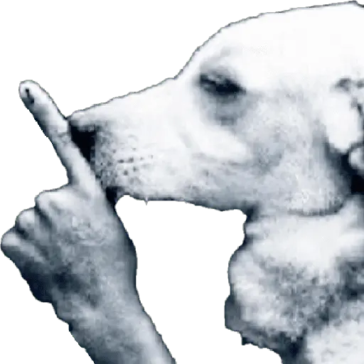 Perros xd