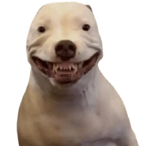 Perros xd
