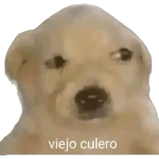 Perros xd