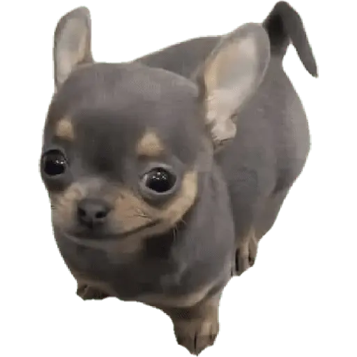 Perros xd