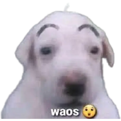 Perros xd