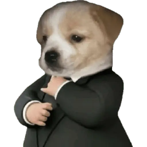 Perros xd