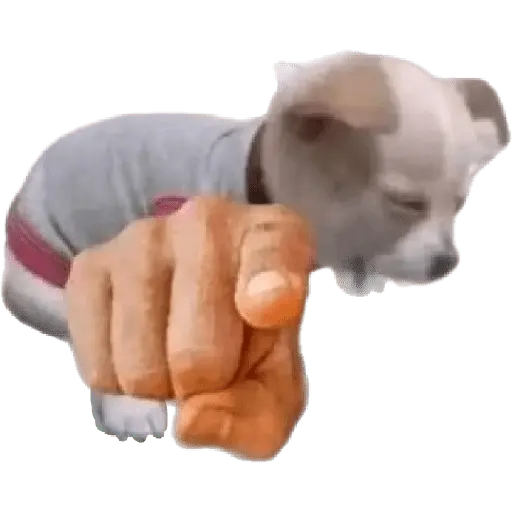 Perros xd