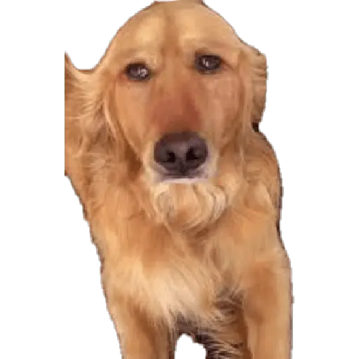 Perros xd