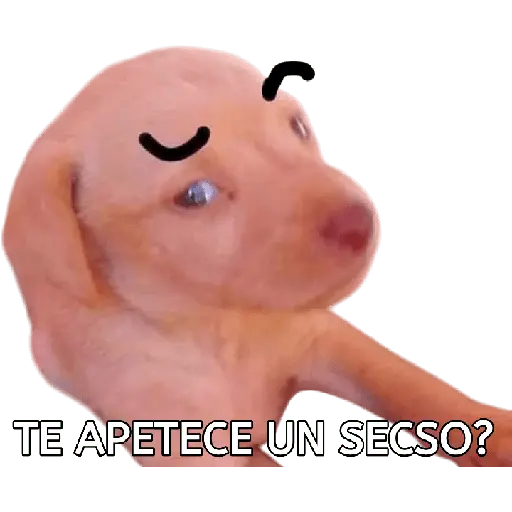Perros xd