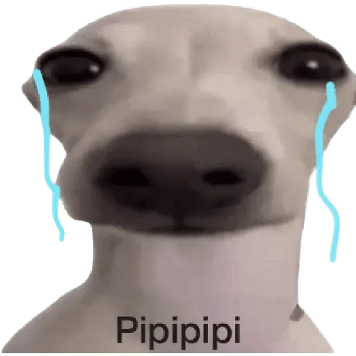 Perros xd