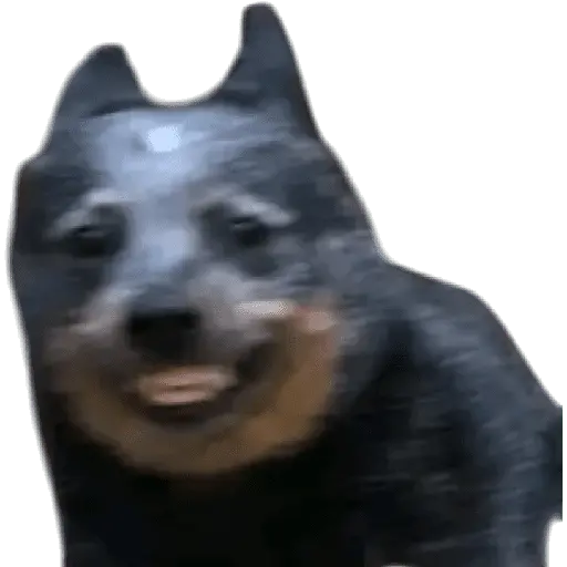 Perros xd