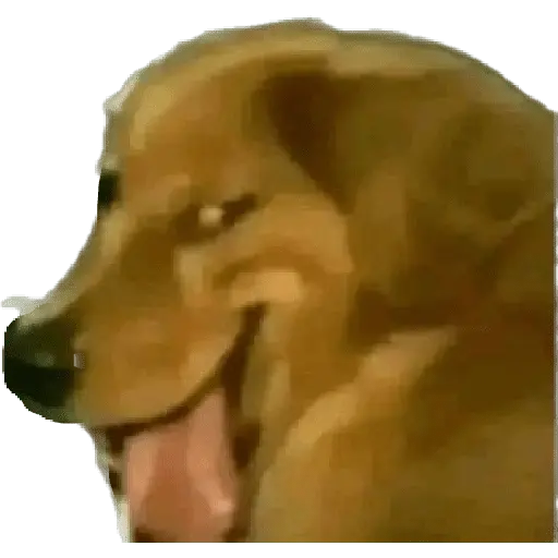 Perros xd