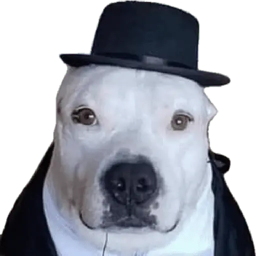 Perros xd