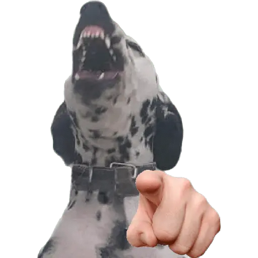 Perros xd
