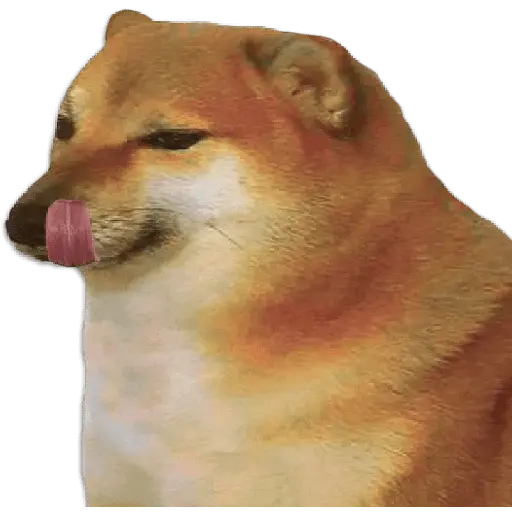 Perros xd