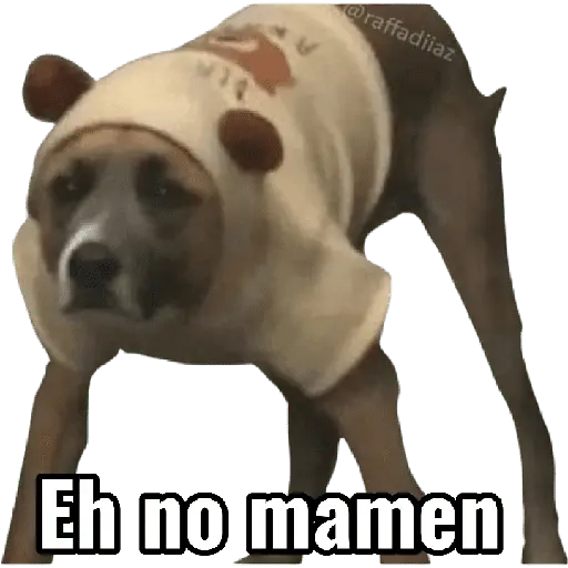 Perros xd