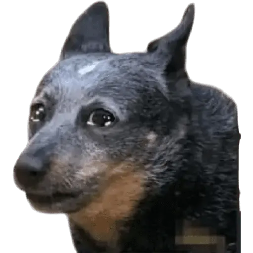 Perros xd
