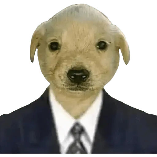 Perros xd