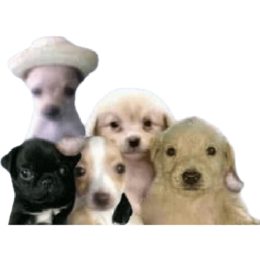 Perros xd preview