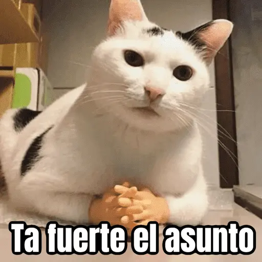 Memes pa reaccionar 🤣