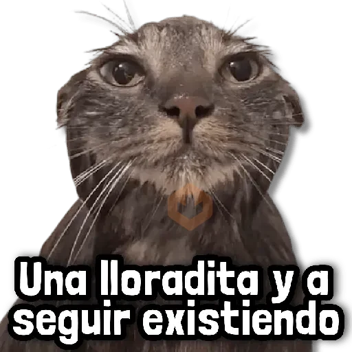 Combo de Stickers! #➊ 🏄🏻‍♂️ sticker 15
