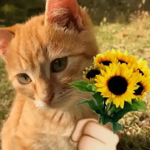 Flores Amarillas🌻💛