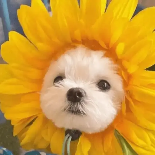Flores Amarillas🌻💛