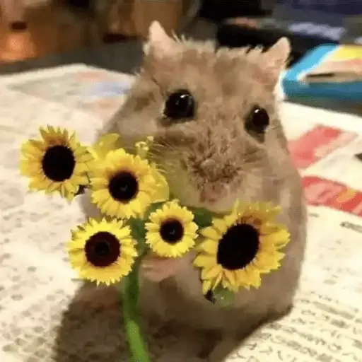Flores Amarillas🌻💛