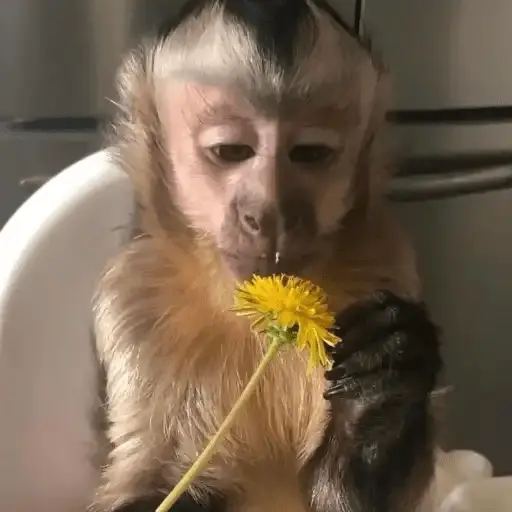 Flores Amarillas🌻💛