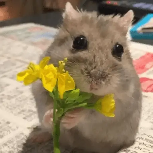 Flores Amarillas🌻💛