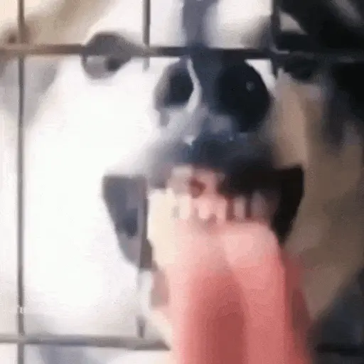 Perros Reacciones🐕🦴