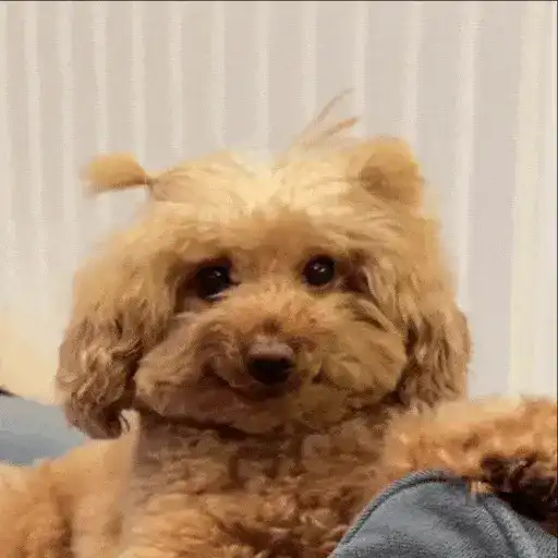 Perros Reacciones🐕🦴