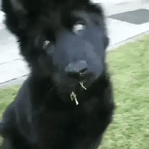 Perros Reacciones🐕🦴