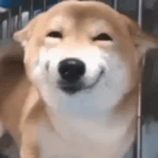 Perros Reacciones🐕🦴