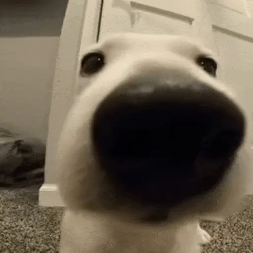 Perros Reacciones🐕🦴