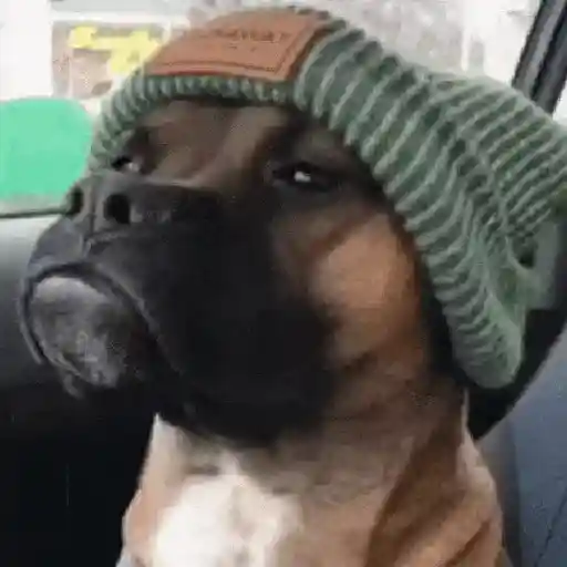 Perros Reacciones🐕🦴