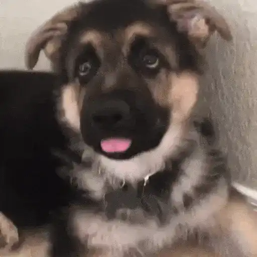 Perros Reacciones🐕🦴